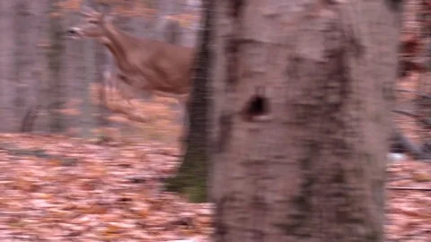 Whitetail doe running through the forest Stock Footage 103183818