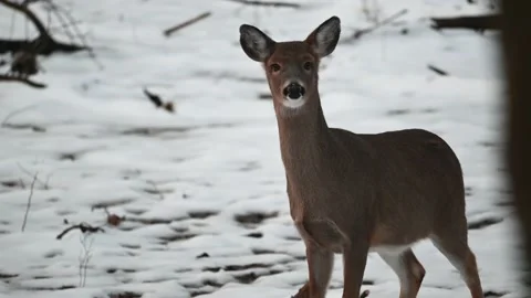 Whitetail Doe Standing Stock Footage