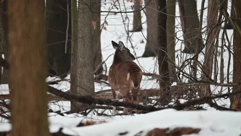 Whitetail Doe Standing Stock Footage 145485599