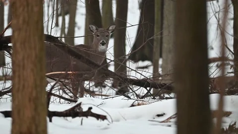 Whitetail Doe Standing in the Snow Stock Footage 145484493