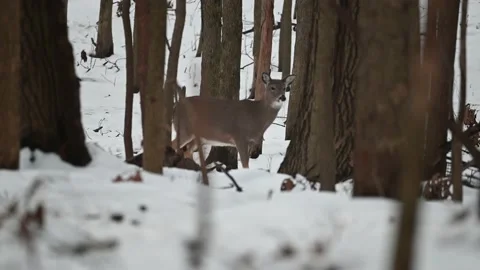 Whitetail Doe Standing in  the Snow Stock Footage 145484933