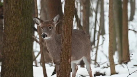 Whitetail Doe Walking in the Snow Stock Footage 145485492