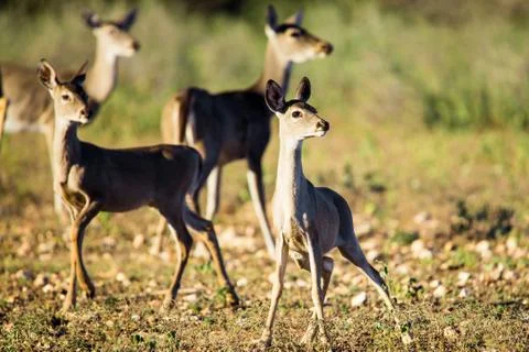 Whitetail does on Alert Stock Photos