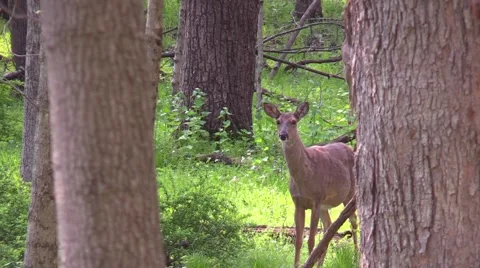 Whitetail does in hardwood forest Stock Footage 58957631