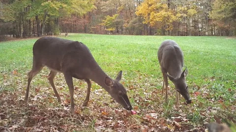 Whitetail Eating Apples Stock Footage 44227616