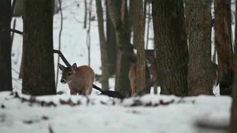Whitetail Fawn Walking Stock Footage 145486019