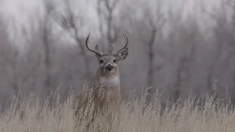 Whitetail licks lips close up Stock Footage 168324255