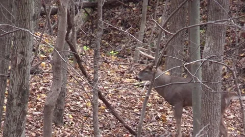 Whitetail monster 12 checking scrapes Video stock 59127934