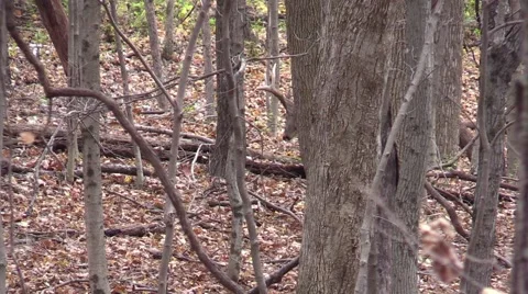 Whitetail monster 12 point checking scrapes Stock Footage 61284233