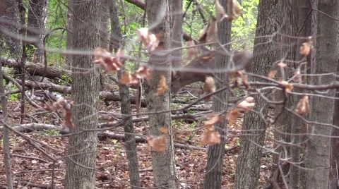 Whitetail monster 12 point checking scrapes Stock Footage 61284279