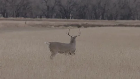 Whitetail runs out frame Vídeos de archivo 168324282