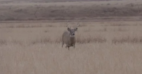 Whitetail runs towards camera Vídeos de archivo 168322599