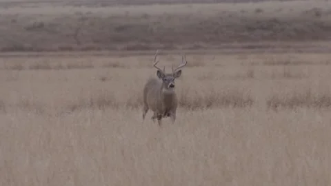 Whitetail runs towards camera Vídeos de archivo 168324256