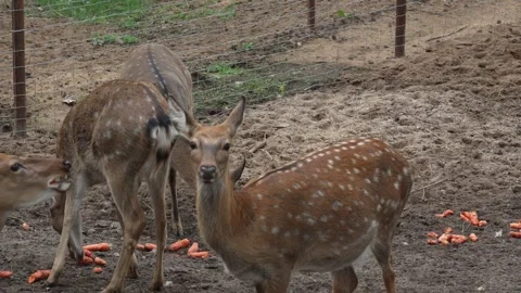 Whitetail spotted young deer scared and running away from feeding place slow Stock Footage 290238408