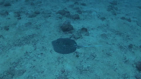 Whitetail Stingray Stock Footage 53343856