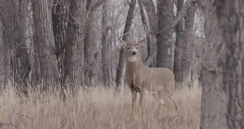 Whitetail walks off camera Vídeos de archivo 168322642