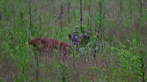 WhitetailBuckVelvet1 Stock Footage 246009110