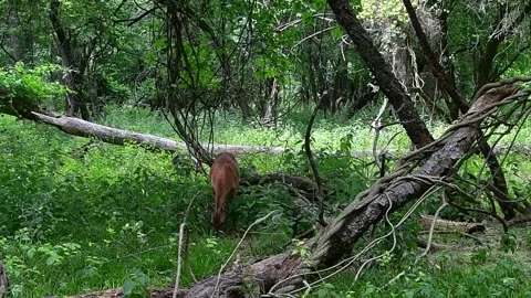 Whitetailed deer prancing in woods Stock Footage 242449073