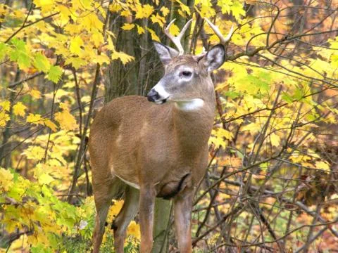 Whitetailed deer1 Stock Photos