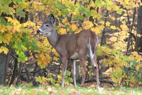 Whitetailed deer2 Stock Photos