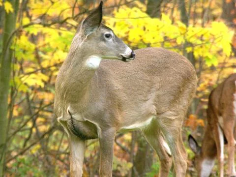 Whitetailed deer3 Foto stock