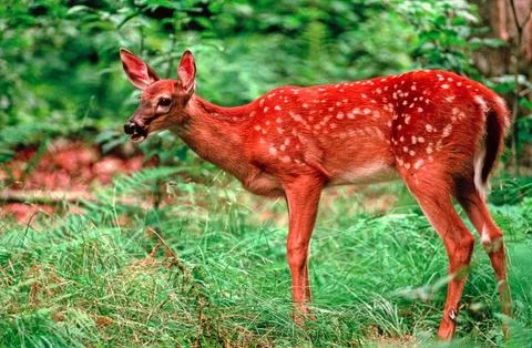 WhitetailFaun1 Stock Photos