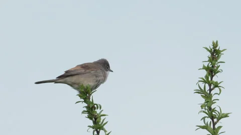 Whitethoat Common (Sylvia communis) calling from perch Stock Footage 240334488