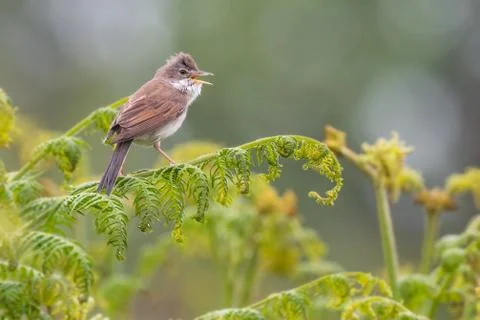 Whitethroat calling on bracken Foto stock