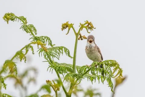 Whitethroat calling head on Stock Photos