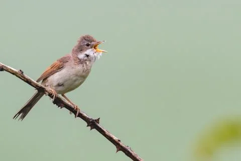 Whitethroat calling Stock Photos