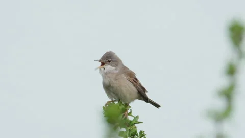 Whitethroat - Common (Sylvia communis) Singing Stock Footage 240304659