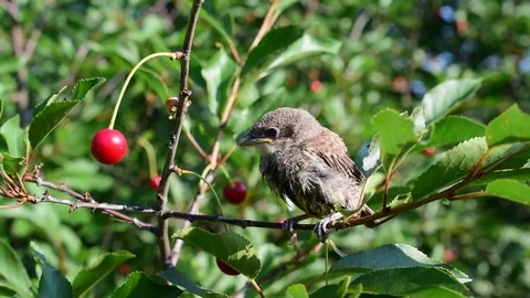 Whitethroat fledgling perching on cherry tree twig Stock Footage 73240913