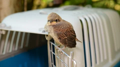 Whitethroat fledgling perching on door of plastic cage Stock Footage 68748830