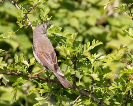 Whitethroat with spider Stock-Fotos