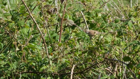 Whitethroat Sylvia affinis moving through undergrowth towards nest site Video stock 87049467