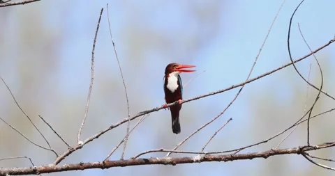 Whitethroated kingfisher with open bill perched on bare branch, clear Stock-Footage 305933243