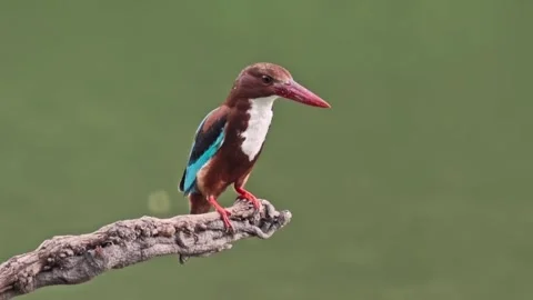 Whitethroated kingfisher perched on a branch over water Vidéo 334635180