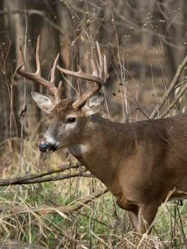 Whitetial Buck Stock Photos