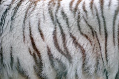 WhiteTigerFur Stock Photos