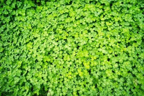 Whitetip clover Foto stock