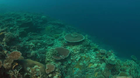 Whitetip reef shark 4k Stock Footage 62565468