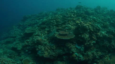 Whitetip reef shark 4k Stock Footage 62579013