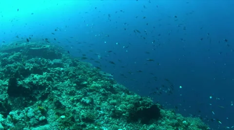 Whitetip reef shark 4k Stock Footage 62585344