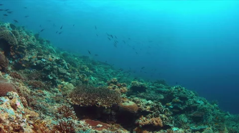 Whitetip reef shark 4k Stock Footage 62586432