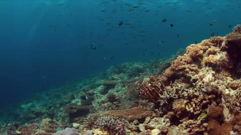 Whitetip reef shark 4k Stock Footage 62587438