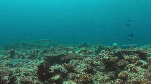 Whitetip reef shark 4k Stock Footage 62592947