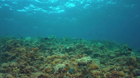 Whitetip reef shark 4k Stock Footage 62595805
