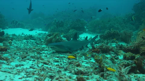 Whitetip reef shark 4k Stock Footage 66863561