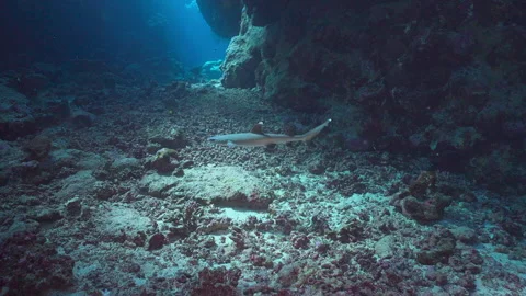 Whitetip reef shark in a cave Stock Footage 235020982