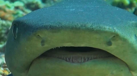 Whitetip reef shark close up Vidéo 51130155